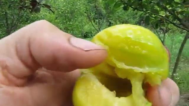 Слива Ренклод зеленый смотреть онлайн