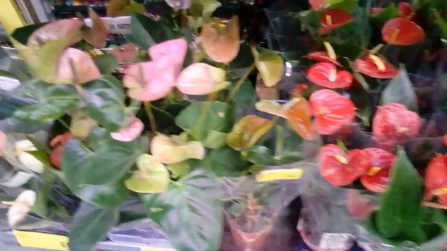 57.Какой цветок купить? Обзор цветов в Кастораме. Цветы в горшках и цветочные композиции в колбах смотреть онлайн