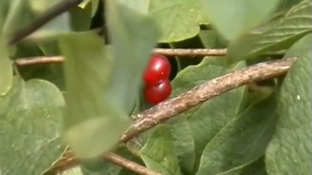 Лесопитомник 2009! kedr Posadi svoe derevo! смотреть онлайн