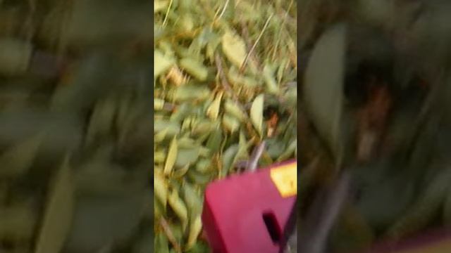 short-измельчение2