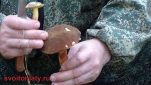 Серия видео роликов про грибы растущие в средней полосе России - Моховики. Грибы средней полосы Рос