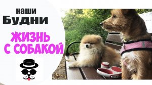 Притирка двух Собак ЧТО ОНИ ТВОРЯТ
