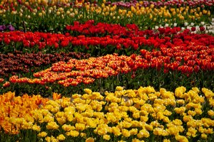 Парад тюльпанов в Никите.