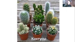 Что растет на подоконнике