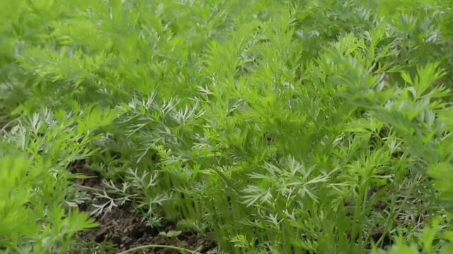 Как хранить морковь#хранение #заготовкиназиму