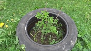 Сады Урала, Артемовский питомник Миролеевой. Год спустя