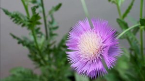 How to Care of Sweet Sultan Plant | Amberboa moschata