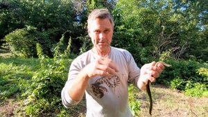 Медянка, веретеница и водяной уж.