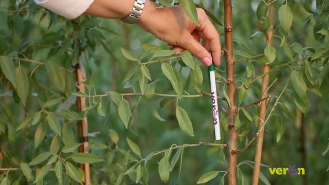 Саженцы Миндаля Качества Премиум смотреть онлайн