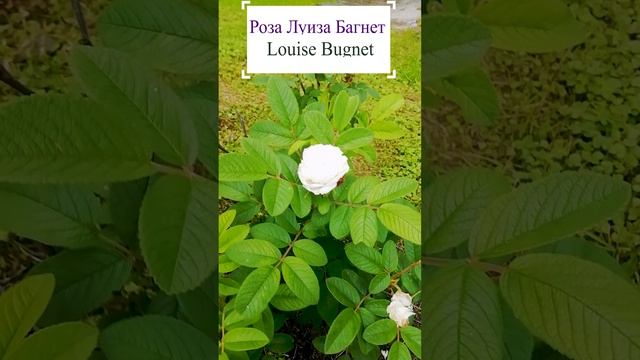 Роза Луиза Багнет (Louise Bugnet)