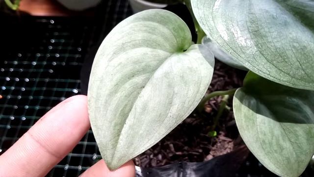 scindapsus silver cloud смотреть онлайн