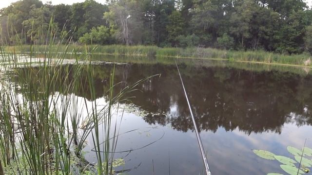КАРАСЬ. РЫБАЛКА НА КАРАСЯ. КАРАСЬ НА ПОПЛАВОК. Рыбалка на поплавок. Рыбалка на лесном озере. смотреть онлайн