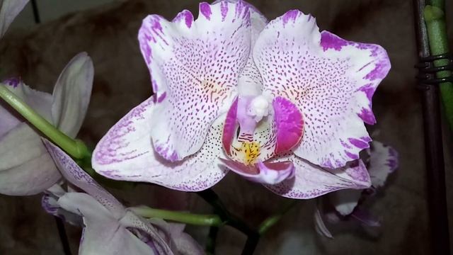 Сравниваю орхидею фаленопсис сорт Пират Пикоти бабочку домашнюю с покупной. смотреть онлайн