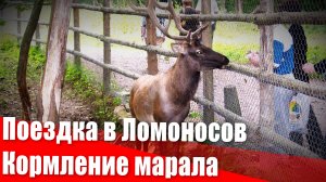 Поездка в Ломоносов. Кормление марала