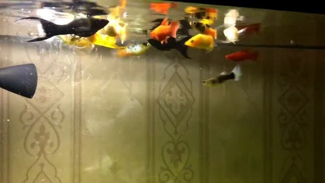 Рубиновые Меченосцы смотреть онлайн