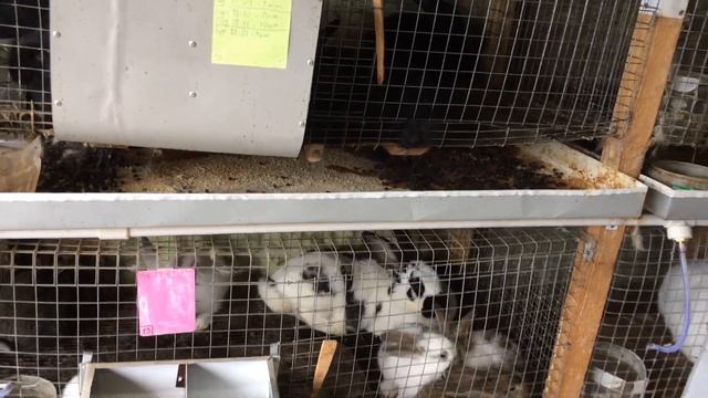 Крольчиха рвёт пух! смотреть онлайн