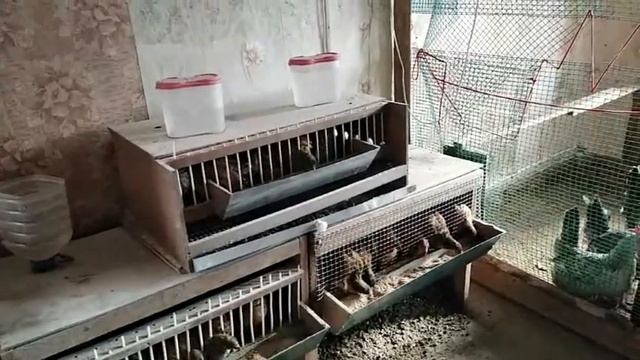 5 апреля 2020г. ПОЛНОРАЦИОННЫЙ КОМБИКОРМ для несушек смотреть онлайн