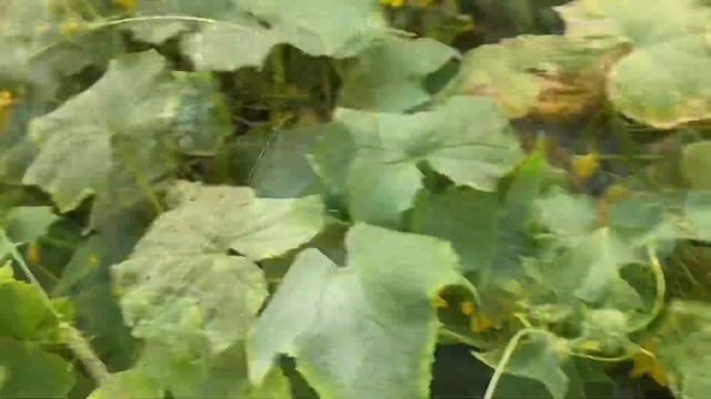 27-08-2022 Поездка в Огород!👍😊Хороший Урожай Ежевики!✌️😊Огурцы Выросли Размером с Кабачок!👍😊 смотреть онлайн