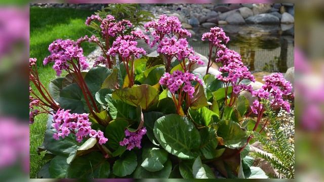 Бадан посадка и уход размножение использование