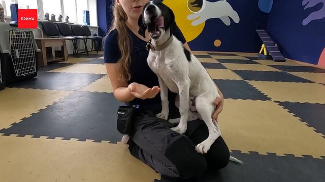 «ПовоДОГ»: Малавита смотреть онлайн