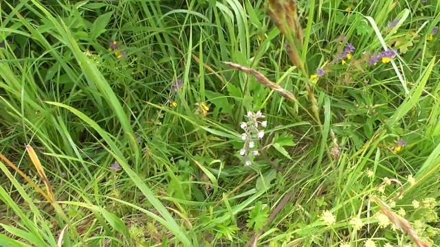 Дремлик болотный смотреть онлайн