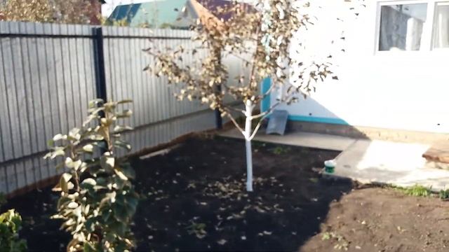 Побелка молодых яблонь смотреть онлайн