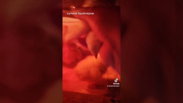 Бройлеры Росс. смотреть онлайн