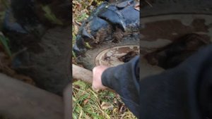 Заготовка дров на мотоблоке