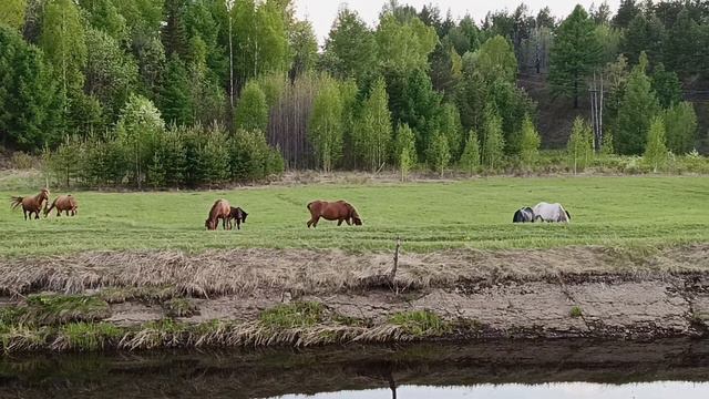 трактор, лошади, природа. смотреть онлайн