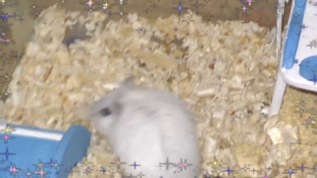 БЭК ТУ СКУЛ 2018 / Сказка Как хомяк собирался в ШКОЛУ / BACK TO SCHOOL HAUL 2018 / Alisa Easy Pets смотреть онлайн