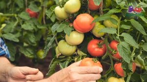 ТОМАТ ЛИРИКА F1 В ОТКРЫТОМ ГРУНТЕ – СРАВНИВАЕМ