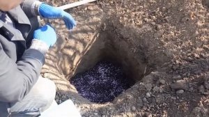 Подготовка посадочной ямы и внесение подкормок для высадки саженцев винограда на постоянное  место