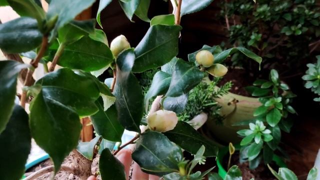 ЗИМА СКОРО \\ КОМНАТНЫЕ РАСТЕНИЯ: ЦВЕТУТ АЗАЛИИ, КАМЕЛИЯ и ДРУГИЕ ЦВЕТЫ. Ноябрь 2022 смотреть онлайн