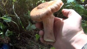 Грибы вешенки / Приготовление вёшенок крайне простое занятие