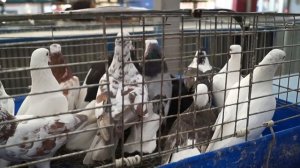 ЯРМАРКА ГОЛУБЕЙ В МОСКВЕ. 17.07.21#ярмарка#голуби#рынок#голубеводство