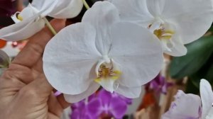 Январь время орхидейных водопадов! Фаленопсис Интрига, Хатуюки, Квин Кисс, Дарвин и не только.