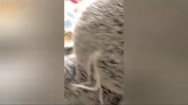 день с нами ? Басята и Лилишка ждут от тебя подписку ? смотреть онлайн