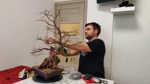 Дефолиация фикуса микрокарпа