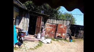 Сегодня поймал рой пчёч