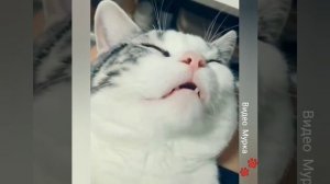 Кот стонет во сне! Смешной кот)