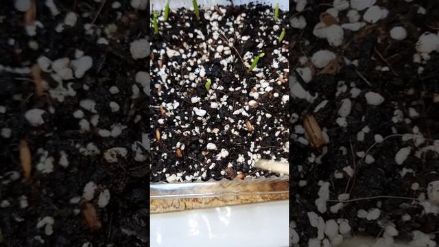 Адениумы\как прорастить семена? \ мои наблюдения смотреть онлайн