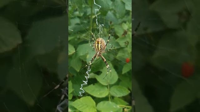 Паук-оса, или аргиопа Брюнниха (Argiope bruennichi)