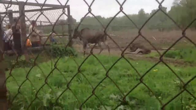 Лось бухает смотреть онлайн