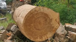 Stihl MS881, Husqvarna 3120xp and Holzfforma G888 - 120cc class big chainsaws !!!