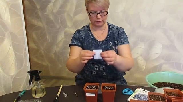 Самый простой способ посева лобелии.Выращиваем лобелию без пикировки.19.02.2020