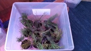 Эксперимент. Укореняю черенки хвои/ Туя/Пихта/Ель/Сосна и др.