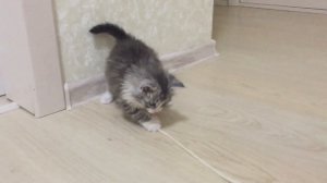 Игры котёнка. Жизнерадостный котёнок играет с веревкой. Мощные и резкие удары!