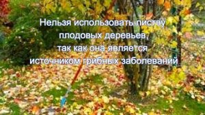 Чем укрыть на зиму клубнику