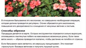 Бальзамин Комнатные садовые Посадка и уход за бальзамином в домашних условиях