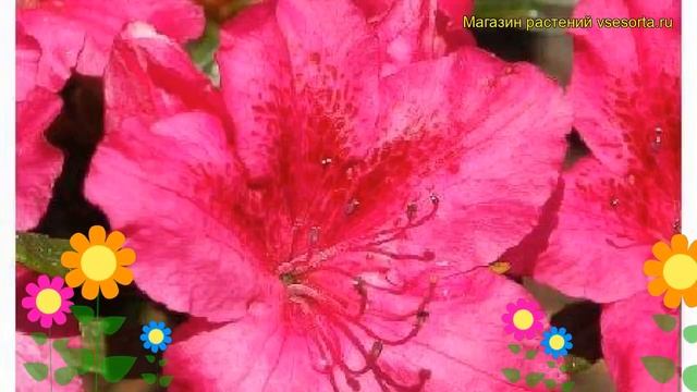 Азалия японская Георг Арендс. Краткий обзор, описание характеристик azalea japonica Georg Arends смотреть онлайн